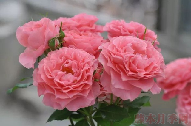 1567169757226425.jpg 珊瑚果冻.jpg