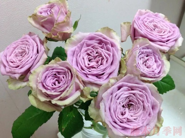 1567169770406553.jpg 蓝色千层酥.jpg