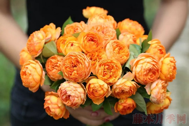 1567169790736861.jpg 蜂蜜焦糖.jpg