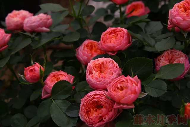1567169803854853.jpg 芒果浪漫.jpg