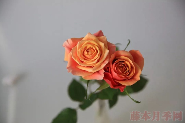 1567169821823078.jpg 樱桃白兰地.jpg