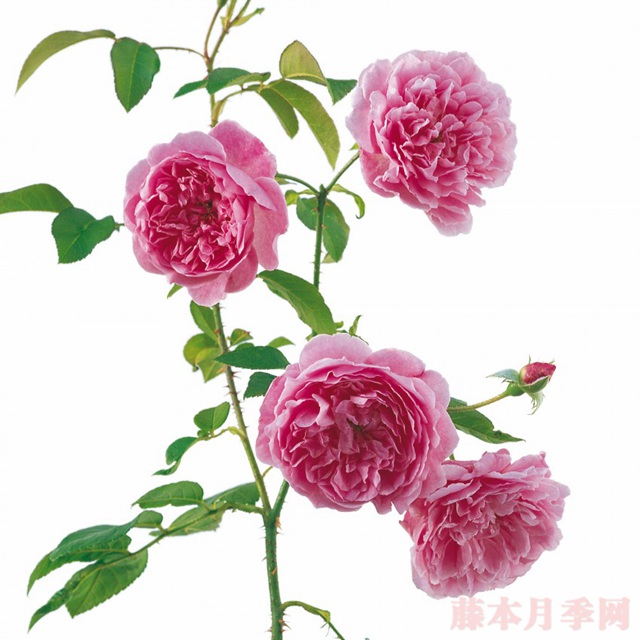 哈洛卡尔 哈洛卡尔