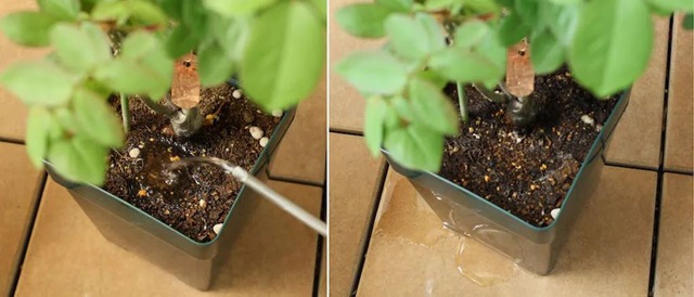 阳台种植藤本月季花柱，从零开始打造实录
