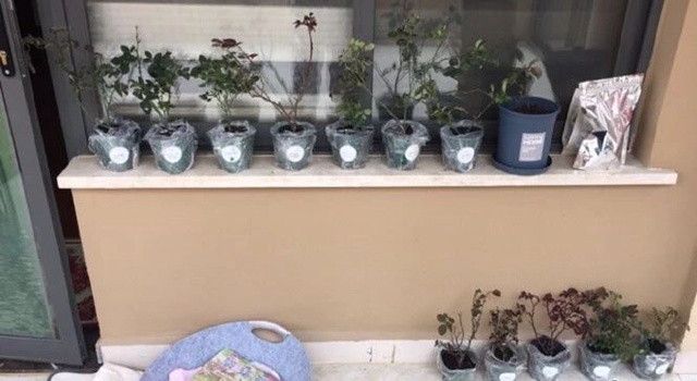光照不好,还可以种月季吗?选对品种一样可以 光照不好,还可以种月季吗?选对品种一样可以