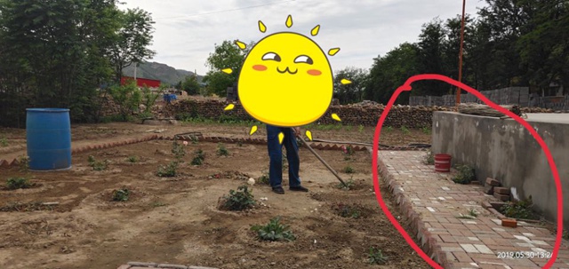 月季小白购买种植初体验(六)——完美的地栽 月季小白购买种植初体验(六)——完美的地栽