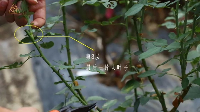 秋季修剪简单的方法来啦 秋季修剪简单的方法来啦