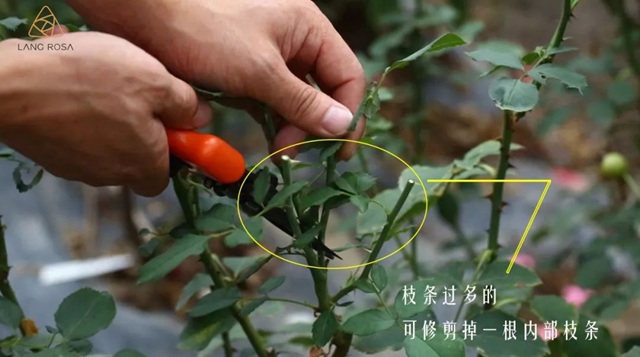 秋季修剪简单的方法来啦 秋季修剪简单的方法来啦