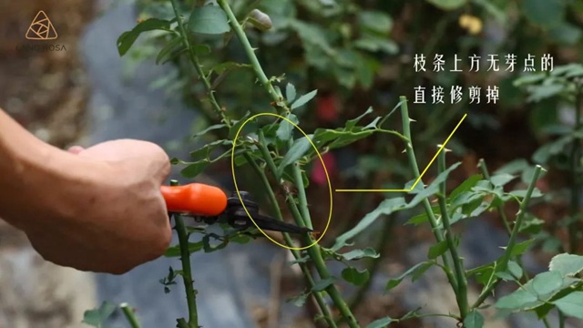 秋季修剪简单的方法来啦 秋季修剪简单的方法来啦