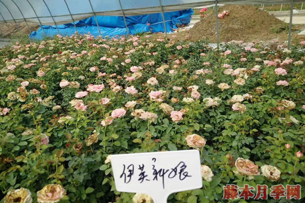 目前市场上<a href=https://www.tengbenyueji.cn/ target=_blank class=infotextkey>月季</a>苗价格多少钱一棵 目前市场上月季苗价格多少钱一棵