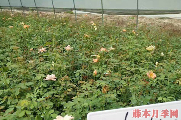 目前市场上月季苗价格多少钱一棵 目前市场上月季苗价格多少钱一棵