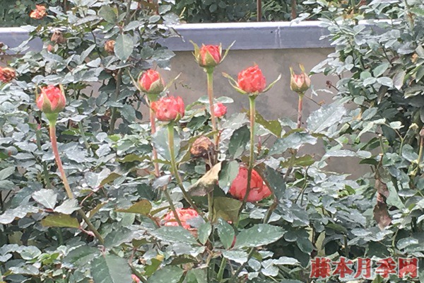 目前市场上月季苗价格多少钱一棵 目前市场上月季苗价格多少钱一棵