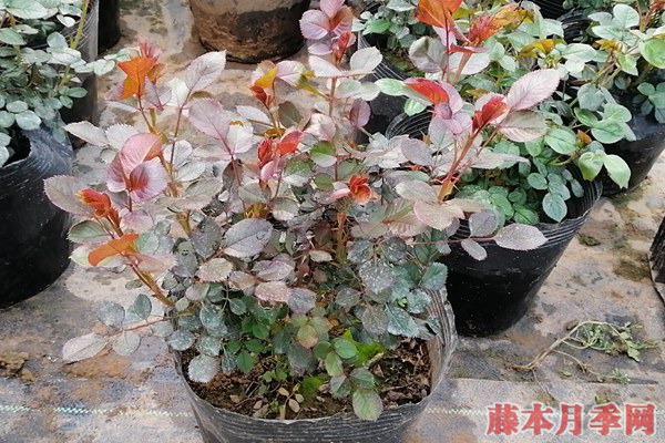 月季小苗价格是多少,批发零售大有区别 月季小苗价格是多少,批发零售大有区别