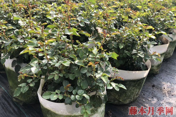 月季小苗价格是多少,批发零售大有区别 月季小苗价格是多少,批发零售大有区别