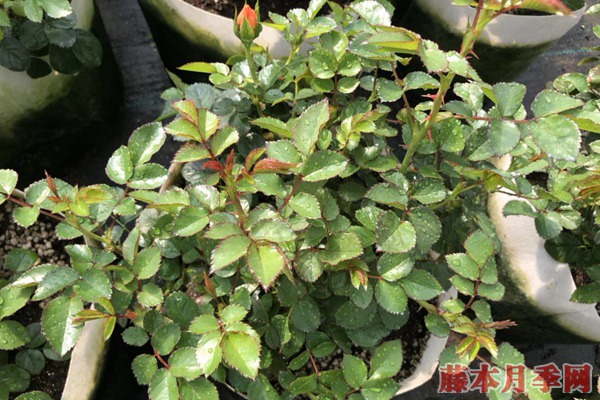 月季小苗价格是多少,批发零售大有区别 月季小苗价格是多少,批发零售大有区别