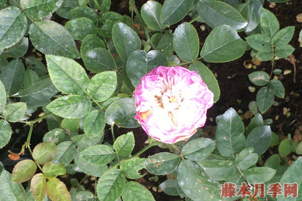 月季小苗价格是多少,批发零售大有区别 月季小苗价格是多少,批发零售大有区别