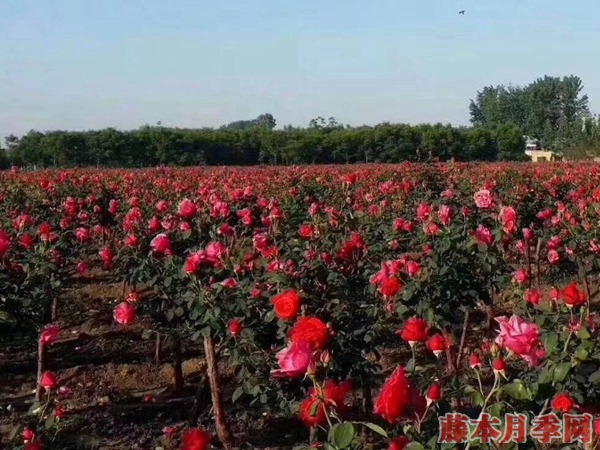 3公分月季树多少钱?怎样拿到最低价格? 3公分月季树多少钱?怎样拿到最低价格?