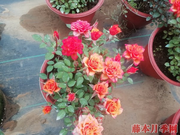 盆栽月季花的养殖方法,需注意四大原则