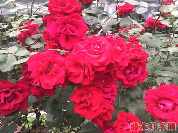 盆栽月季花的养殖方法,需注意四大原则