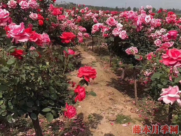 4公分树状月季价格到底是多少 4公分树状月季价格到底是多少