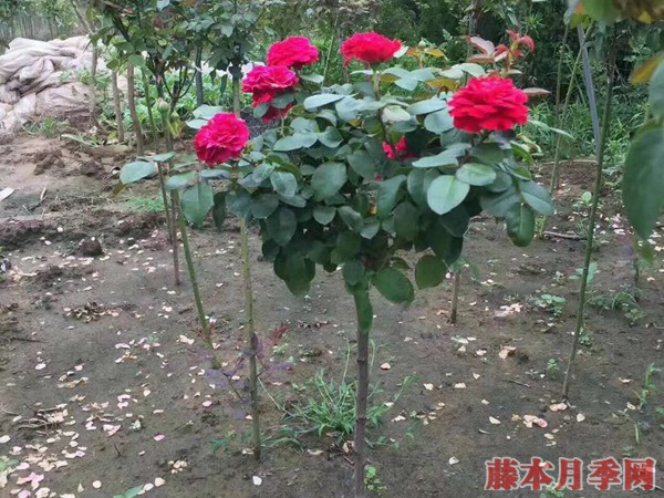 南阳2公分月季树价格,2公分树状月季多少钱一棵 南阳2公分月季树价格,2公分树状月季多少钱一棵