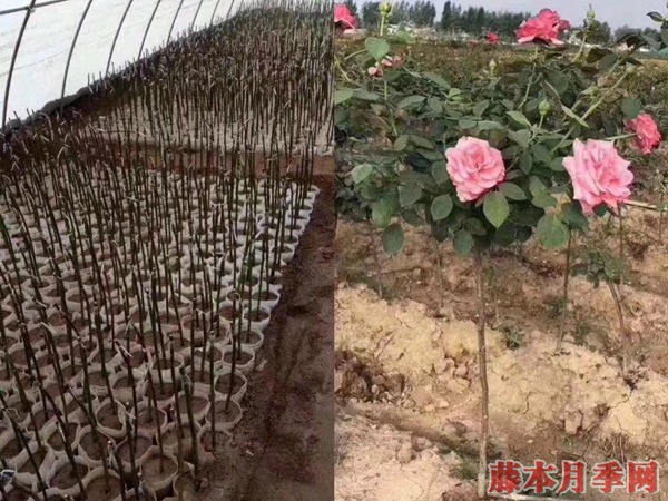 南阳2公分月季树价格,2公分树状月季多少钱一棵 南阳2公分月季树价格,2公分树状月季多少钱一棵
