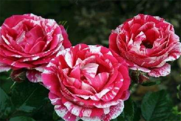 节日礼花 节日礼花