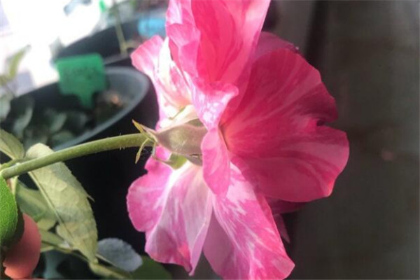 伊芙飞溅 伊芙飞溅Yve Splash