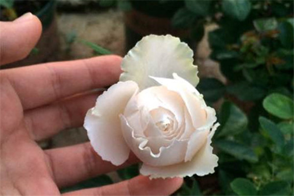 伊芙白雪公主 伊芙白雪公主