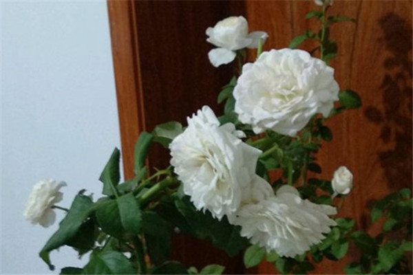 伊芙白雪公主 伊芙白雪公主Blanche Neige