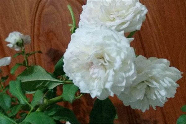 伊芙白雪公主 伊芙白雪公主Blanche Neige