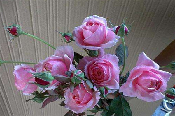 1569120044264427.jpg 1569119942(1).jpg