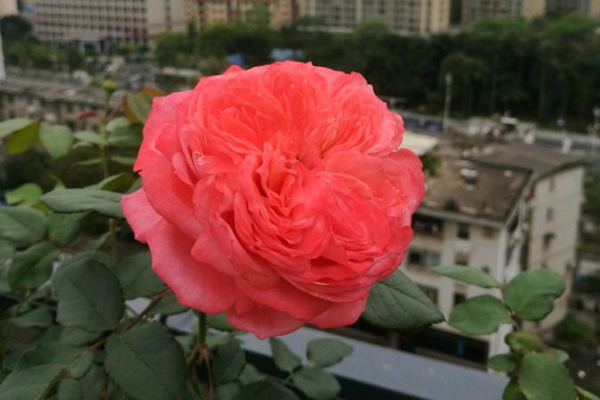 火烈鸟月季 火烈鸟