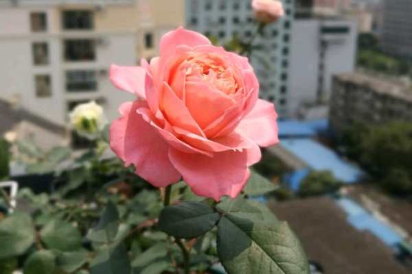 火烈鸟月季 火烈鸟
