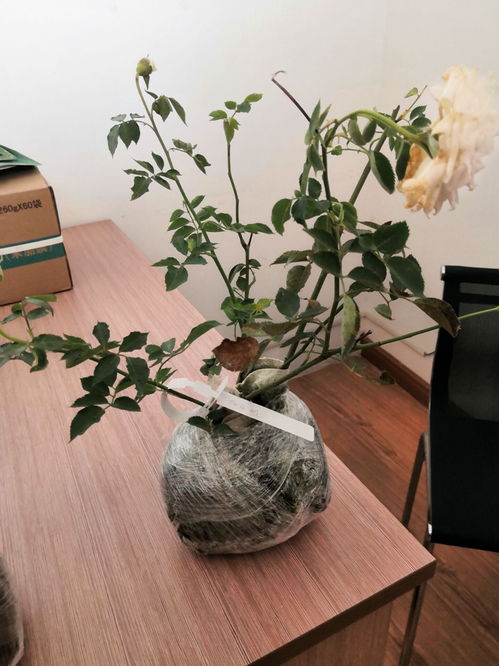 大天使箱 大天使