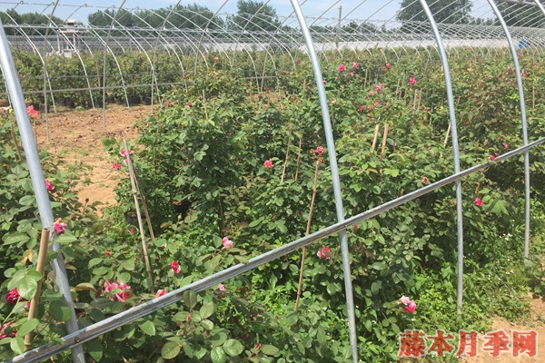 月季苗 月季苗