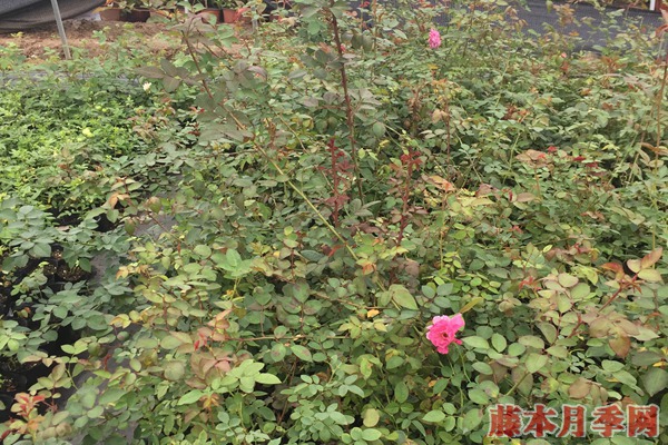 月季苗 月季苗