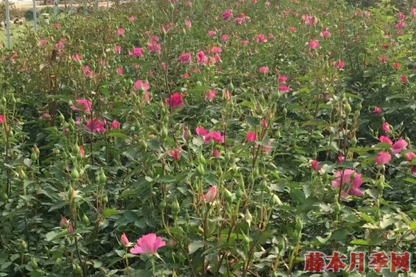 月季苗 月季苗