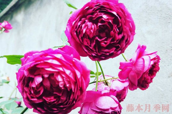 盆栽月季过冬要提早做好准备 盆栽月季过冬要提早做好准备
