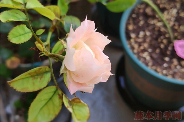 盆栽月季过冬要提早做好准备 盆栽月季过冬要提早做好准备