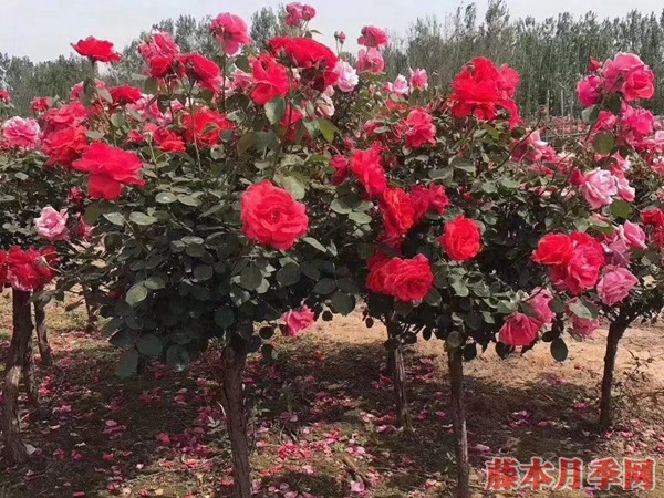 树状月季 树状月季