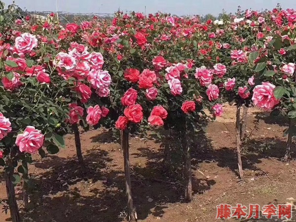 树状月季 树状月季
