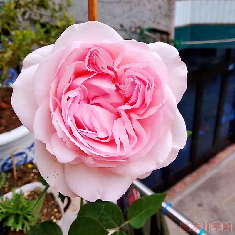 风彩小提琴 风彩小提琴