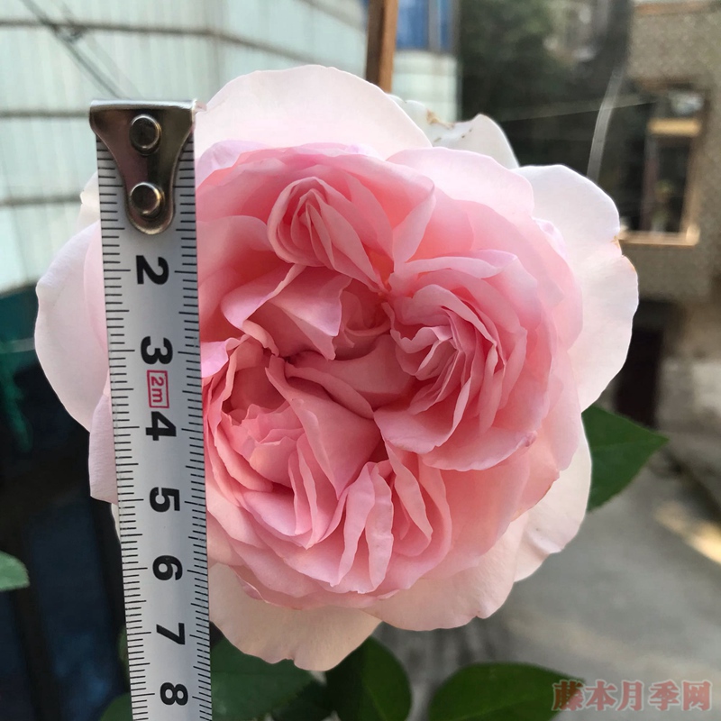 风彩小提琴 风彩小提琴