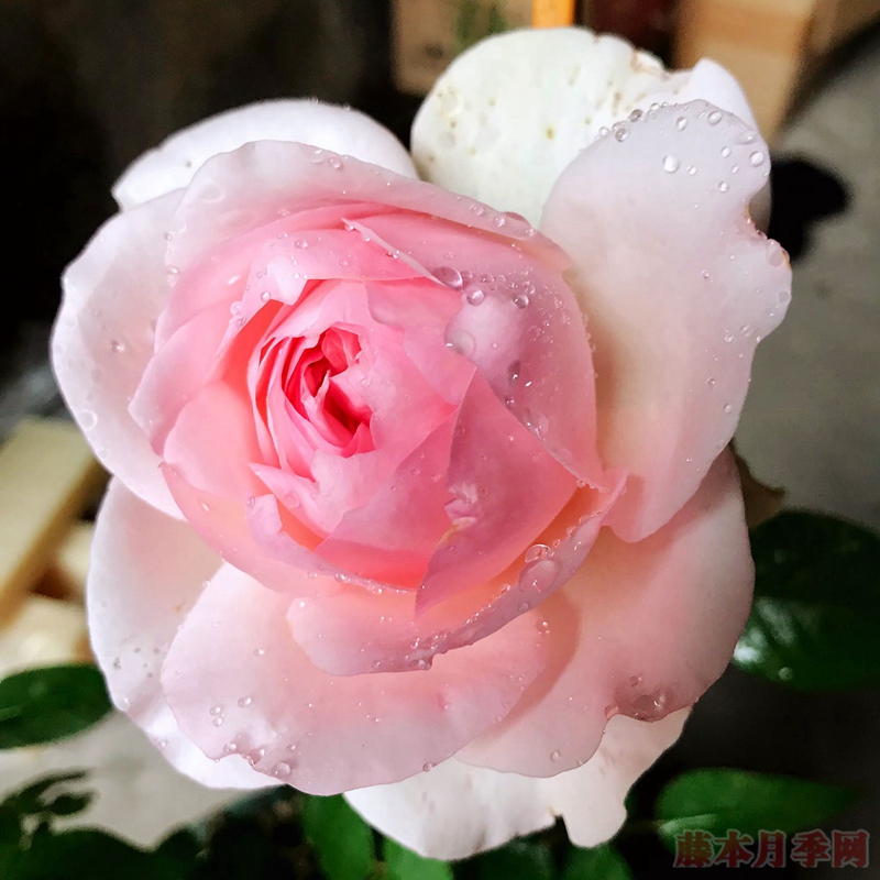 风彩小提琴 风彩小提琴