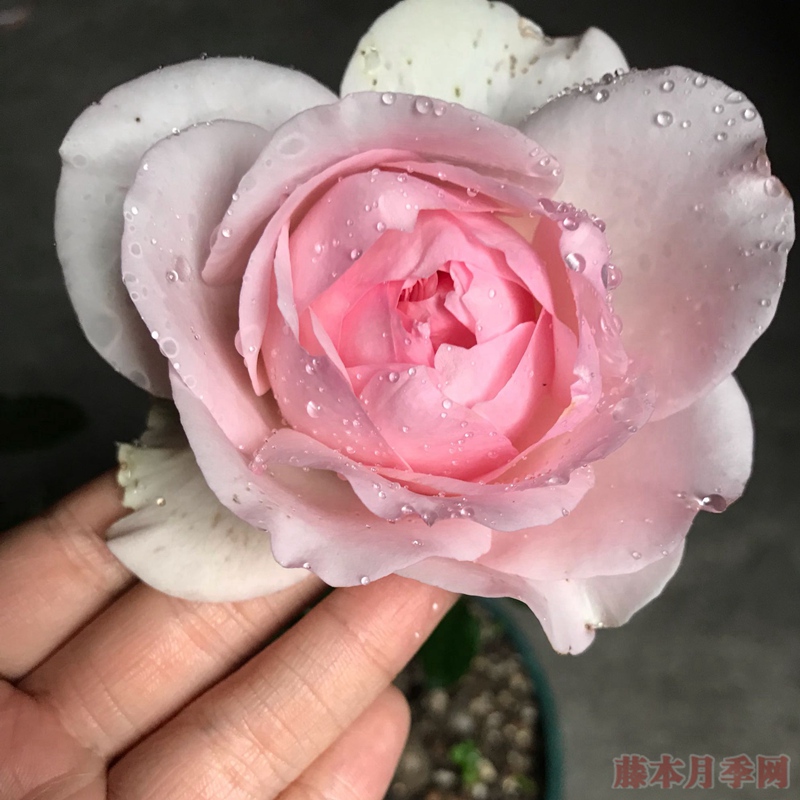 风彩小提琴 风彩小提琴