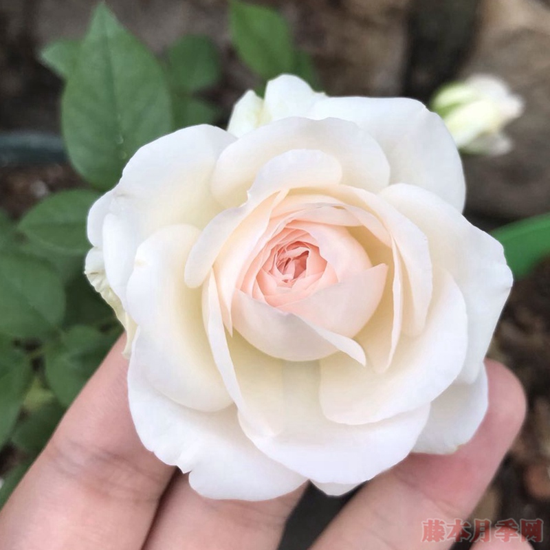 风彩小提琴 风彩小提琴