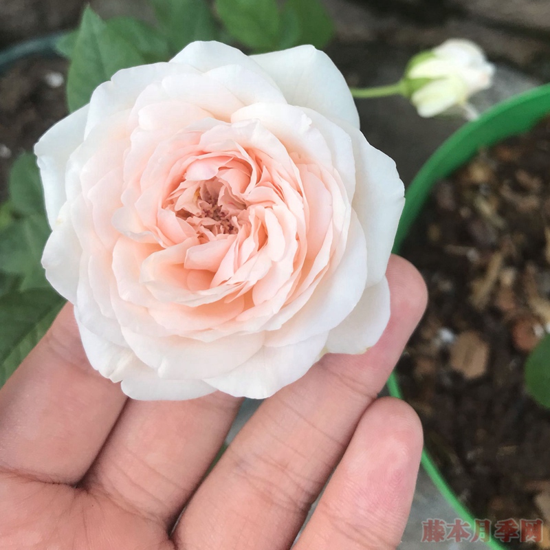 风彩小提琴 风彩小提琴