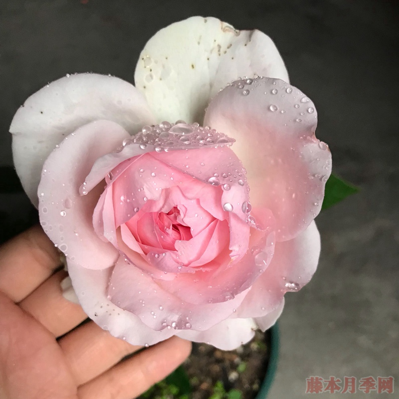 风彩小提琴 风彩小提琴