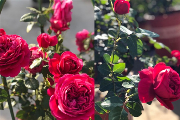 伊芙酒窖 伊芙酒窖
