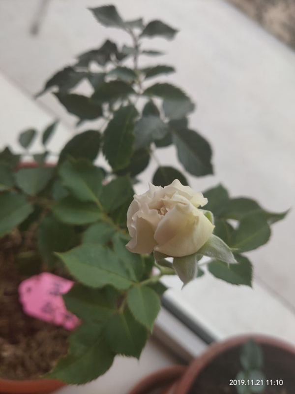 月季配土(番外篇) 月季配土(番外篇)